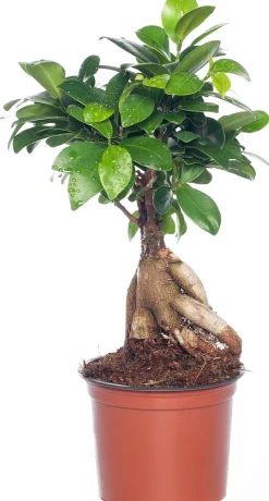 Online Chinesische Feige (Ficus microcarpa 'Ginseng') D 12 cm H 35 cm Bonsai|Grünpflanzen
