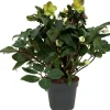 Sale Christrose (Helleborus 'Beauty Princess') D 17 H 45 cm Blühende Pflanzen|Immergrüne Pflanzen