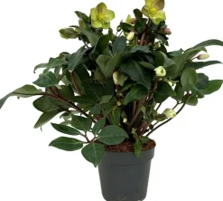 Sale Christrose (Helleborus 'Beauty Princess') D 17 H 45 cm Blühende Pflanzen|Immergrüne Pflanzen