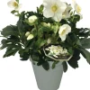 Online Christrose (Helleborus 'Joel') D 15 H 35 cm Blühende Pflanzen|Winterharte Pflanzen