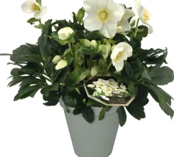 Online Christrose (Helleborus 'Joel') D 15 H 35 cm Blühende Pflanzen|Winterharte Pflanzen