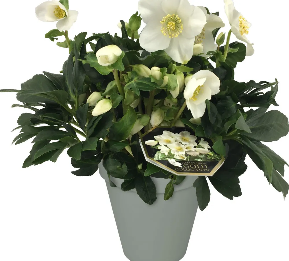 Online Christrose (Helleborus 'Joel') D 15 H 35 cm Blühende Pflanzen|Winterharte Pflanzen