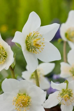 Outlet Christrose (Helleborus niger) D 11 H 30 cm Pflanzen Für Schatten|Mehrjährige Pflanzen