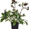 Sale Christrose (Helleborus orientalis 'Vic Victoria') D 17 H 45 cm Blühende Pflanzen|Winterharte Pflanzen