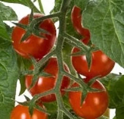 New Cocktailtomate (Solanum lycopersicum) D 14 H 50 cm Obst, Gemüse & Kräuter|Gemüsepflanzen