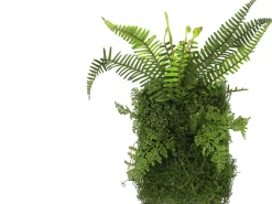 Discount Countryfield Kunstpflanze Farne auf Teller 9 x 22 x 40 cm Kunstpflanzen