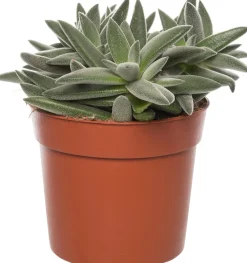 Sale Crassula (Crassula tenelli) D 10,5 H 15 cm Kleine Zimmerpflanzen|Kakteen & Sukkulenten