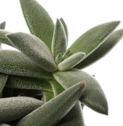 Sale Crassula (Crassula tenelli) D 10,5 H 15 cm Kleine Zimmerpflanzen|Kakteen & Sukkulenten