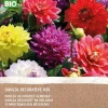 Online Dahlie (Dahlia) (BIO) Blumenzwiebeln gemischt 4 St. Sommer-Blüher|Blumenzwiebeln