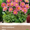 New Dahlie (Dahlia 'Hartenaas') (BIO) Blumenzwiebel Sommer-Blüher|Blumenzwiebeln