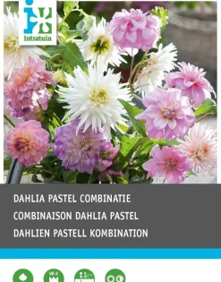 Online Dahlie (Dahlia 'Pastel') Blumenzwiebeln gemischt 3 St. Sommer-Blüher|Blumenzwiebeln