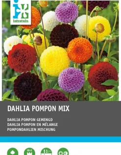 Dahlie (Dahlia pompon) Blumenzwiebeln 5 St. Sommer-Blüher|Blumenzwiebeln