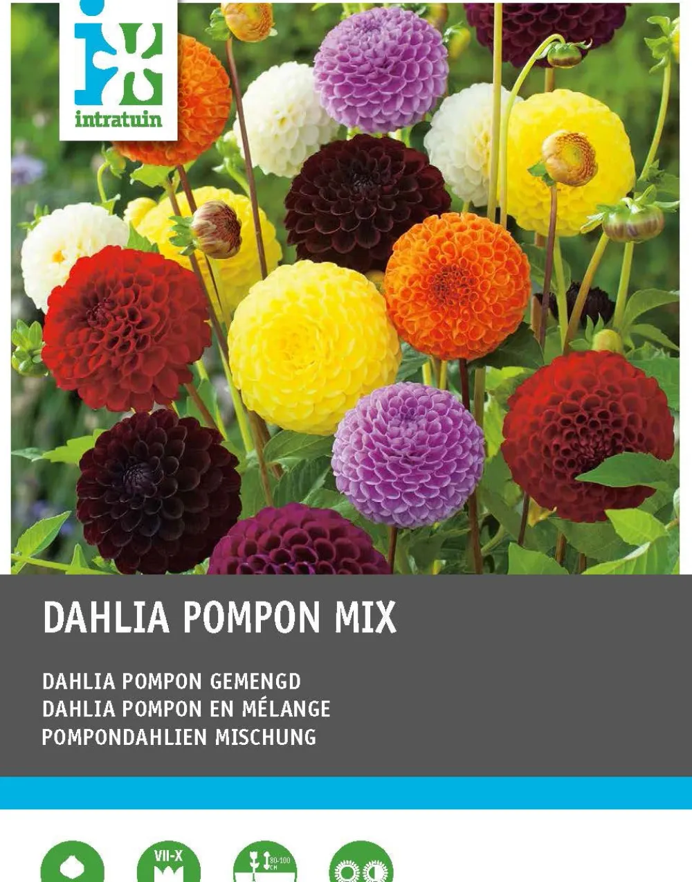Dahlie (Dahlia pompon) Blumenzwiebeln 5 St. Sommer-Blüher|Blumenzwiebeln