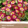 Discount Dahlie (Dahlia 'Sweetheart') (BIO) Blumenzwiebeln Sommer-Blüher|Blumenzwiebeln
