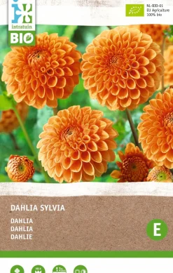 New Dahlie (Dahlia 'Sylvia') (BIO) Blumenzwiebel Sommer-Blüher|Blumenzwiebeln
