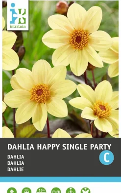Best Dahlie einblütig (Dahlia 'Happy Single Party') Blumenzwiebel Sommer-Blüher|Blumenzwiebeln
