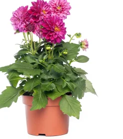 Dahlie Mix (Dahlia) D 23 H 45 cm Blühende Pflanzen|Einjährige Pflanzen