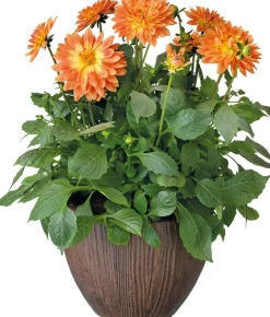 Dahlie Mix (Dahlia) D 23 H 45 cm Blühende Pflanzen|Einjährige Pflanzen