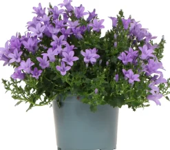 Best Dalmatiner Glockenblume (Campanula portenschlagiana 'Ambella Lavender') D 12 H 25 cm Blühende Pflanzen|Mehrjährige Pflanzen