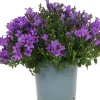 Clearance Dalmatiner Glockenblume (Campanula portenschlagiana 'Ambella Purple') D 12 H 25 cm Winterharte Pflanzen|Bodendecker