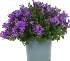 Clearance Dalmatiner Glockenblume (Campanula portenschlagiana 'Ambella Purple') D 12 H 25 cm Winterharte Pflanzen|Bodendecker