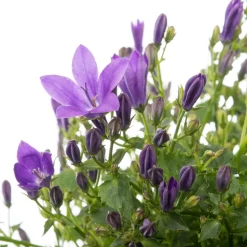 Clearance Dalmatiner Glockenblume (Campanula portenschlagiana 'Ambella Purple') D 12 H 25 cm Winterharte Pflanzen|Bodendecker