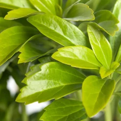 Sale Dickmännchen (Pachysandra terminalis) Pflanzen Für Schatten|Immergrüne Pflanzen