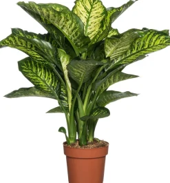 Discount Dieffenbachie (Dieffenbachia seguine 'Maroba') D 21 H 90 cm Große Pflanzen|Grünpflanzen