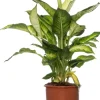 Sale Dieffenbachie (Dieffenbachia 'Summer Style') D 17 H 60 cm Grünpflanzen|Dieffenbachia