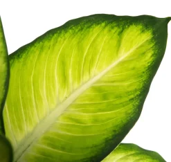 Sale Dieffenbachie (Dieffenbachia 'Summer Style') D 17 H 60 cm Grünpflanzen|Dieffenbachia