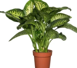 Online Dieffenbachie (Dieffenbachia seguine 'Reeva') D 24 H 80 cm Grünpflanzen|Dieffenbachia