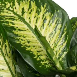 Online Dieffenbachie (Dieffenbachia seguine 'Reeva') D 24 H 80 cm Grünpflanzen|Dieffenbachia