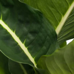 Online Dieffenbachie (Dieffenbachia 'Green Magic') D 17 H 65 cm Grünpflanzen|Dieffenbachia