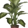Dieffenbachie (Dieffenbachia seguine 'Tropic Snow') D 24 H 90 cm Große Pflanzen|Grünpflanzen