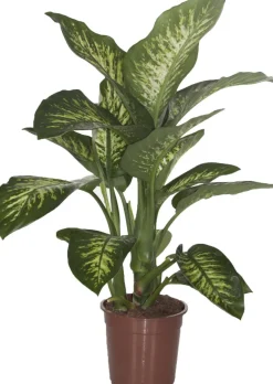 Dieffenbachie (Dieffenbachia seguine 'Tropic Snow') D 24 H 90 cm Große Pflanzen|Grünpflanzen