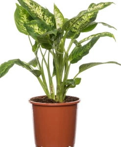 New Dieffenbachie (Dieffenbachia 'Compacta') D 17 H 60 cm Grünpflanzen|Dieffenbachia