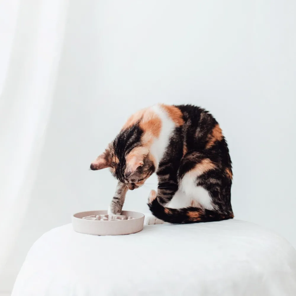 Discount District 70 Hundenapf Bamboo Anti-Schling S beige D 13,5 H 2,6 cm Futternäpfe & Trinknäpfe|Futternäpfe & Trinknäpfe