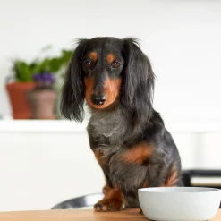 Online District 70 Hundenapf Bamboo S beige D 14 H 5,2 cm 570 ml Futternäpfe & Trinknäpfe|Futternäpfe & Trinknäpfe