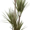 Online Drachenbaum (Dracaena marginata) D 27 H 170 cm Luftreinigende Pflanzen|Große Pflanzen