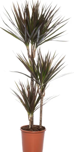 Discount Drachenbaum (Dracaena marginata 'Magenta') D 21 cm H 120 cm Für Schatten|Luftreinigende Pflanzen