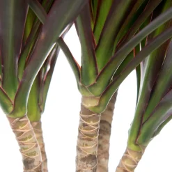 Discount Drachenbaum (Dracaena marginata 'Magenta') D 21 cm H 120 cm Für Schatten|Luftreinigende Pflanzen