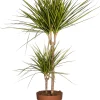 Online Drachenbaum (Dracaena marginata 'Sunray') D 21 cm H 90 cm Luftreinigende Pflanzen|Große Pflanzen