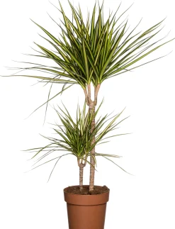 Online Drachenbaum (Dracaena marginata 'Sunray') D 21 cm H 90 cm Luftreinigende Pflanzen|Große Pflanzen