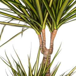 Online Drachenbaum (Dracaena marginata 'Sunray') D 21 cm H 90 cm Luftreinigende Pflanzen|Große Pflanzen