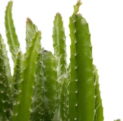 Outlet Drachenfrucht (Hylocereus undatus) D 10,5 H 20 cm Kleine Zimmerpflanzen|Für Sonne