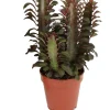 Sale Dreikantige Wolfsmilch (Euphorbia trigona 'Rubra') D 12 H 20 cm Kleine Zimmerpflanzen|Für Sonne
