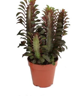 Sale Dreikantige Wolfsmilch (Euphorbia trigona 'Rubra') D 12 H 20 cm Kleine Zimmerpflanzen|Für Sonne