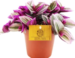 Dreimasterblume (Tradescantia albiflora 'Nanouk') D 12 H 20 cm Kleine Zimmerpflanzen|Grünpflanzen