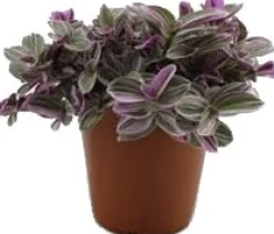 Dreimasterblume (Tradescantia 'Sweetness') D 10,5 H 20 cm Kleine Zimmerpflanzen|Grünpflanzen