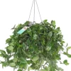 Sale Dreimasterblume (Tradescantia 'Green Hill') D 17 H 35 cm Grünpflanzen|Tradescantia